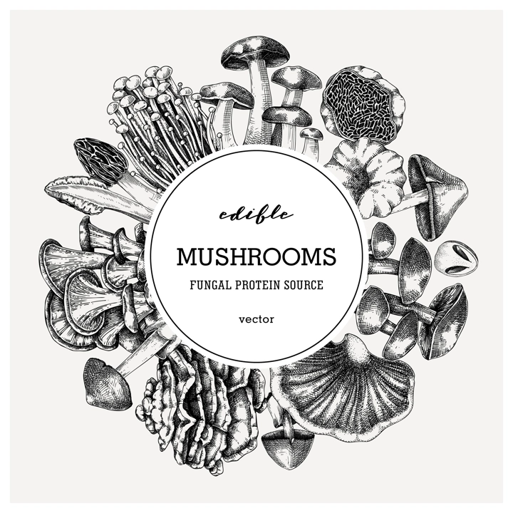 Forest mushrooms background. Edible mushrooms frame, vinatge card design. Fungi, healthy food, vegan product sketches. Autumn hand-drawn vector illustration. Engraved style design template